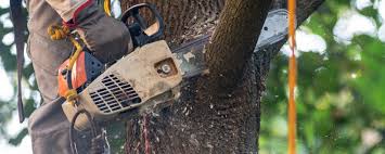 Professional Tree Care in Tenaha, TX