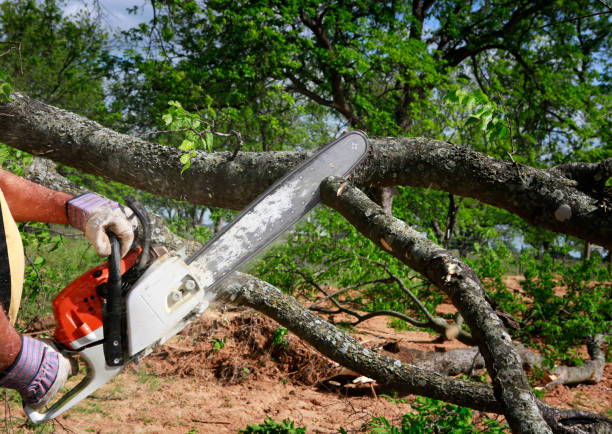 How Our Tree Care Process Works  in  Tenaha, TX